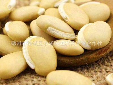 白扁豆_副本