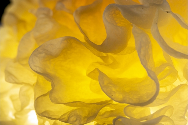 银耳能不能用于养生药膳